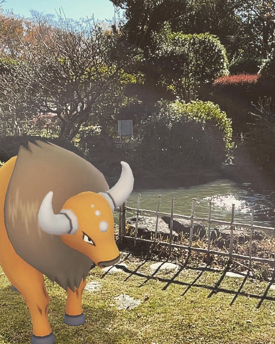 JinMaster2020's tweet photo. ケンタロスと日本庭園！

普段から気性が荒いケンタロスが今日はのんびり♪

#ポケモンGO
#ポケモン
#Pokemon
#pokemongo
#ケンタロス https://t.co/riCZjFq5UQ