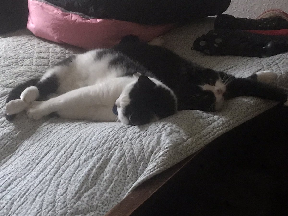 Pickles and Poppy not using their baskets….as per usual.