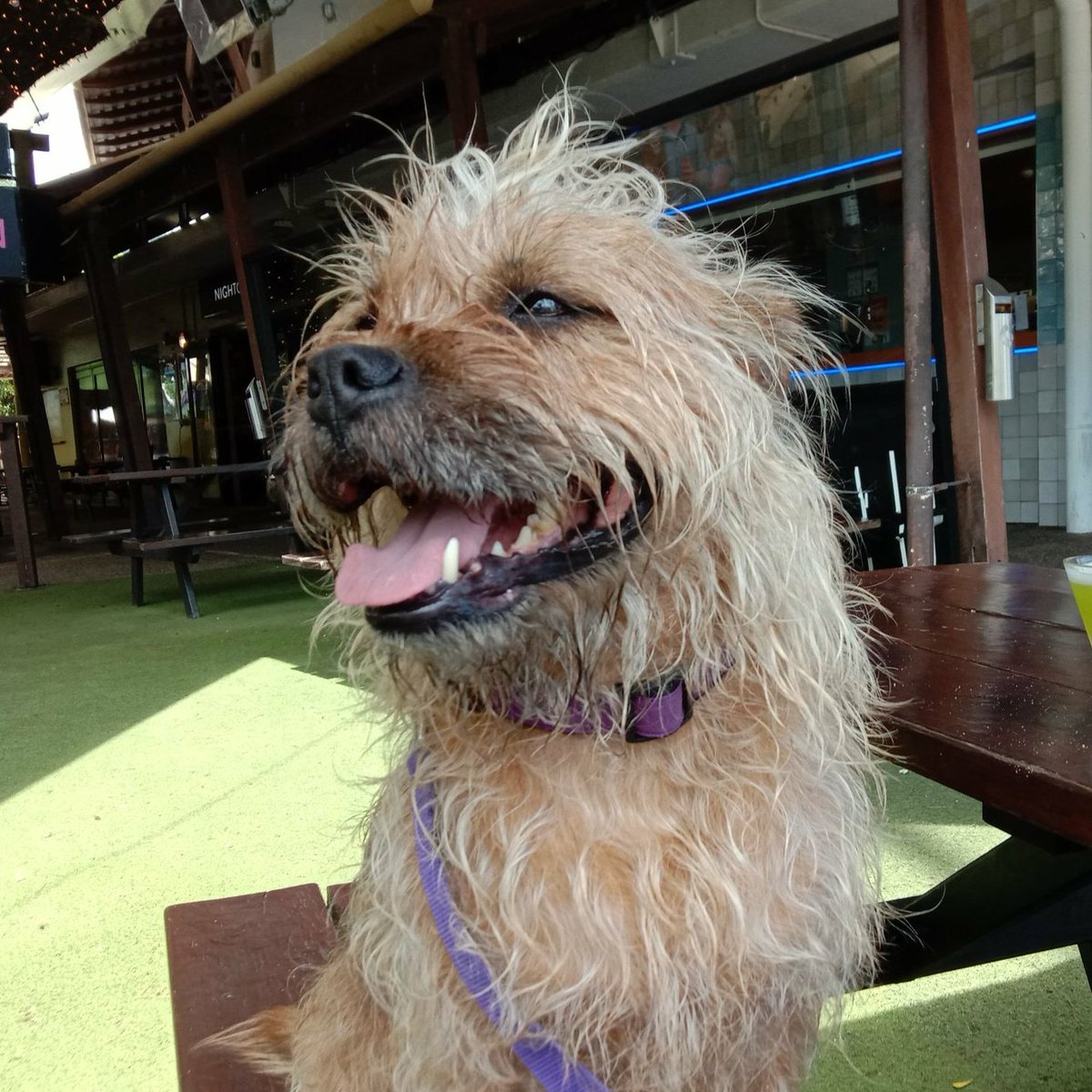 Poppy_MindDogAU's tweet photo. #NewProfilePic #BTposse #Scruffybum
#BorderTerriersAreTheBest #ApreSwim π¦π¦ https://t.co/s3BMp8Dfvz