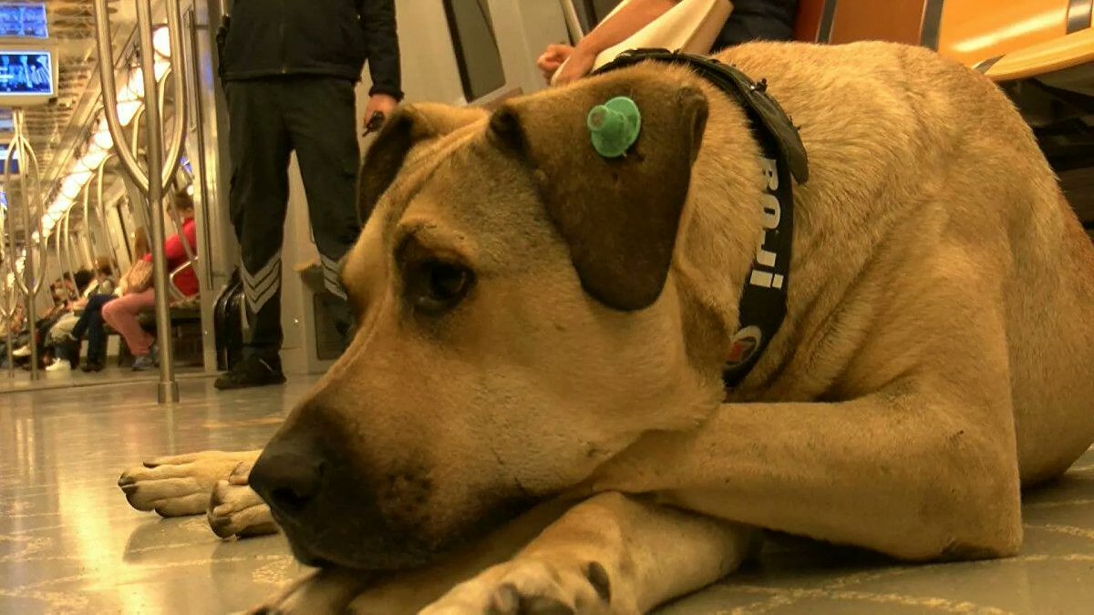 fuatozhan's tweet photo. Bu kadarınada pes......!
Boji'ye kumpas 
Köpek Boji'nin Tramvaya Kaka Yaptığı İddia Edilmişti: O Kakayı Bir kumpascı  Bırakarak Boji'ye İftira Atılmış! https://t.co/dbKolctUmJ