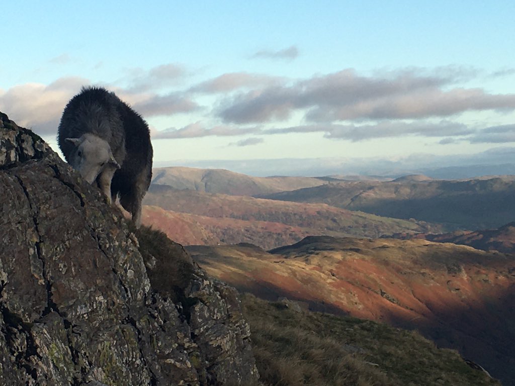 HighBorrans's tweet photo. The Herdwick is our local breed of sheep @HighBorrans They have become an iconic part of the Lake District.Bred by Beatrix Potter and originating from Scandinavia ⛰🐑🐏#herdwick #LakeDisrict #Cumbria https://t.co/RtVIh1CZkD