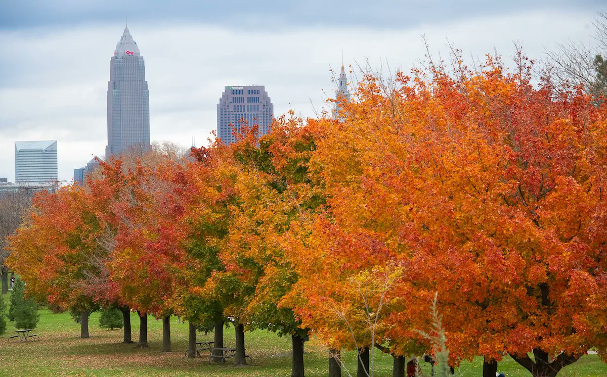 clevemetroparks's tweet photo. cLEAFland. 🍂🍁 https://t.co/maPOUYPBXe