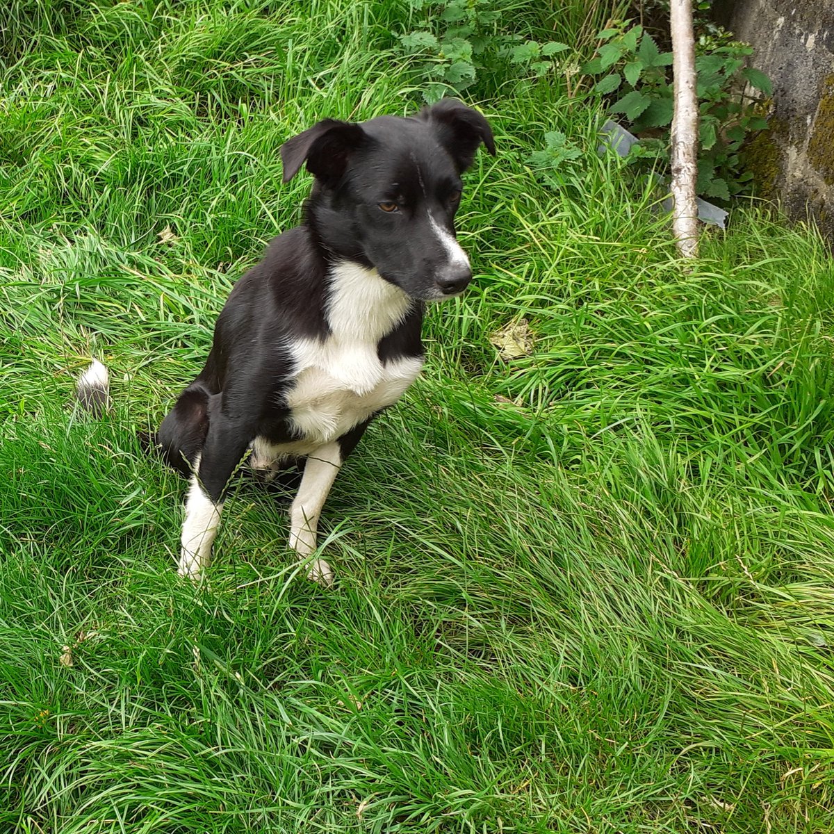 Our dog Moss went missing yesterday morning. Totally out of character as he never leaves the yard. Microchipped. Very friendly. Please make him too hot to handle. Any info please ring 07989 895644.
Please RT