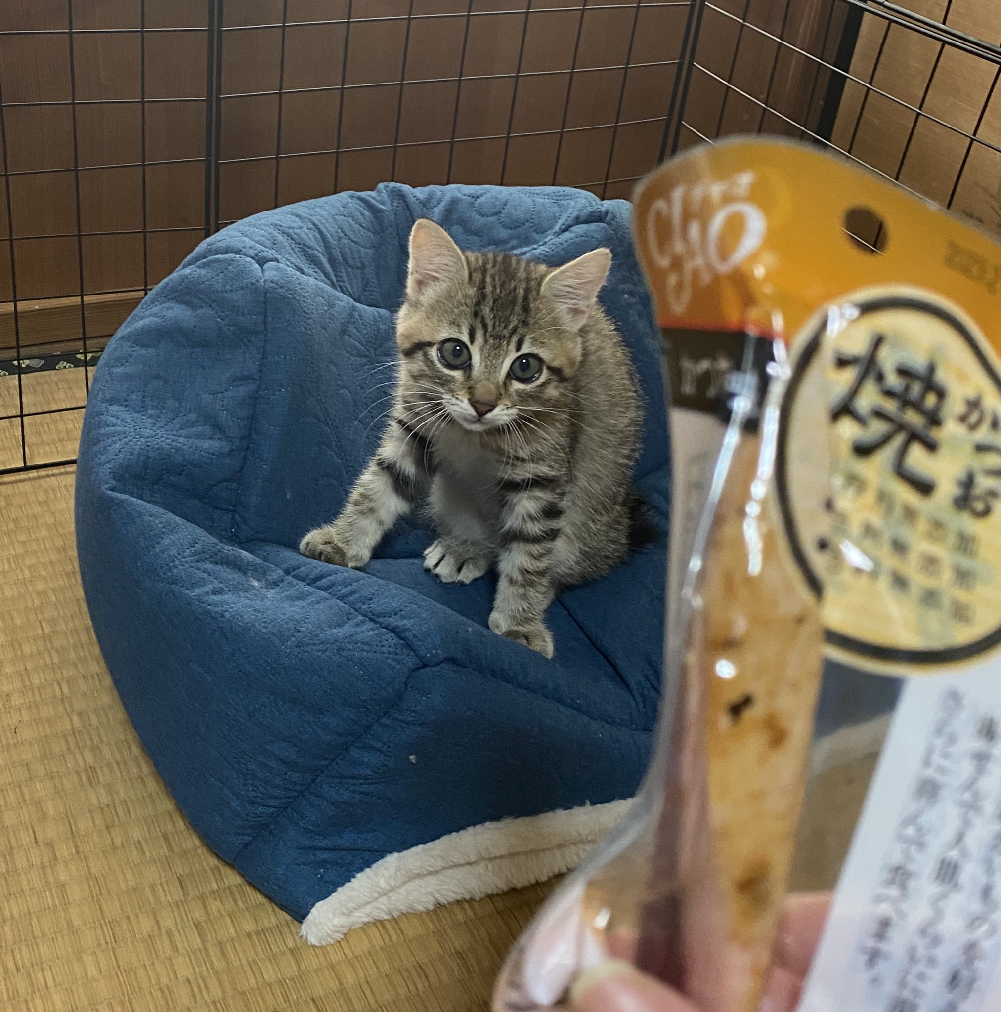 七四六家の拾い猫⭐︎まろっく様 (@Marock_0918) / X