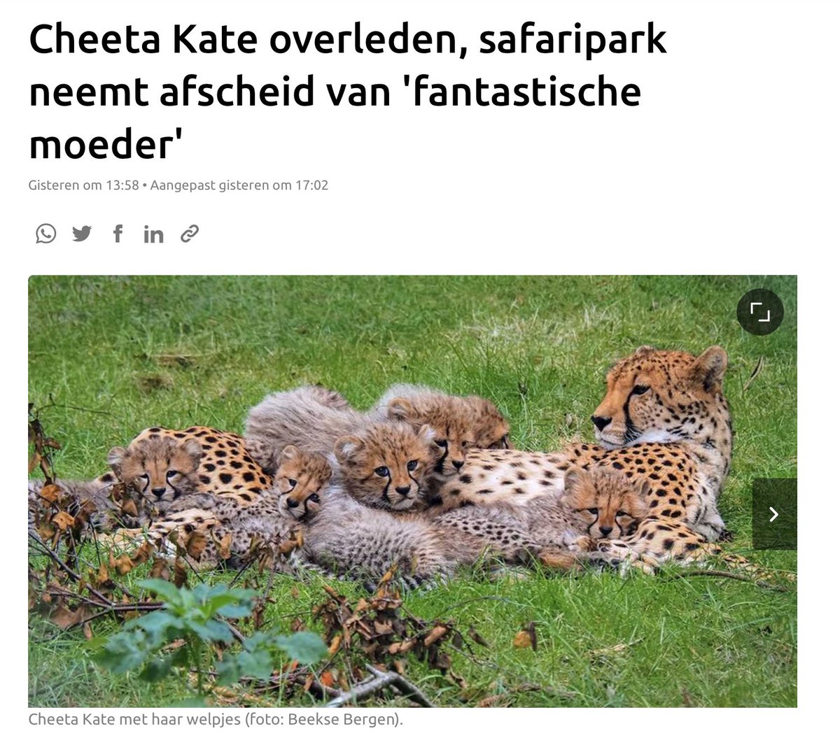Evelien Berkemeijer tweet media