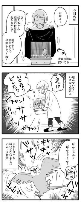 今朝、インコに異変が…‼️ 