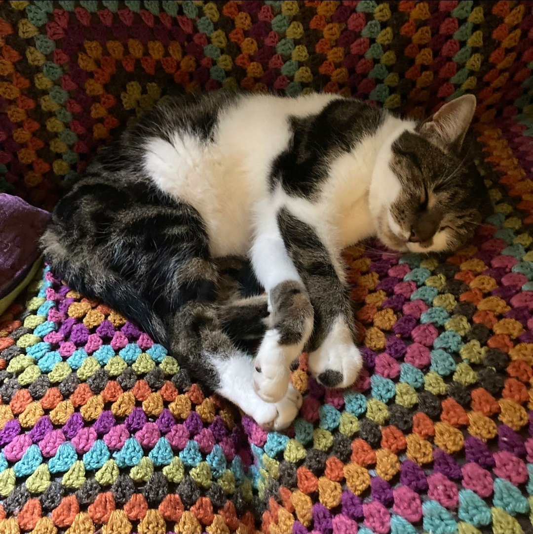 BarnsleyMuseums's tweet photo. #Museum30 it would be an understatement to say that the Barnsley Museums team quite like cats #MuseumPets #Caturday #CatsOfTwitter https://t.co/j0X1d2FZBM