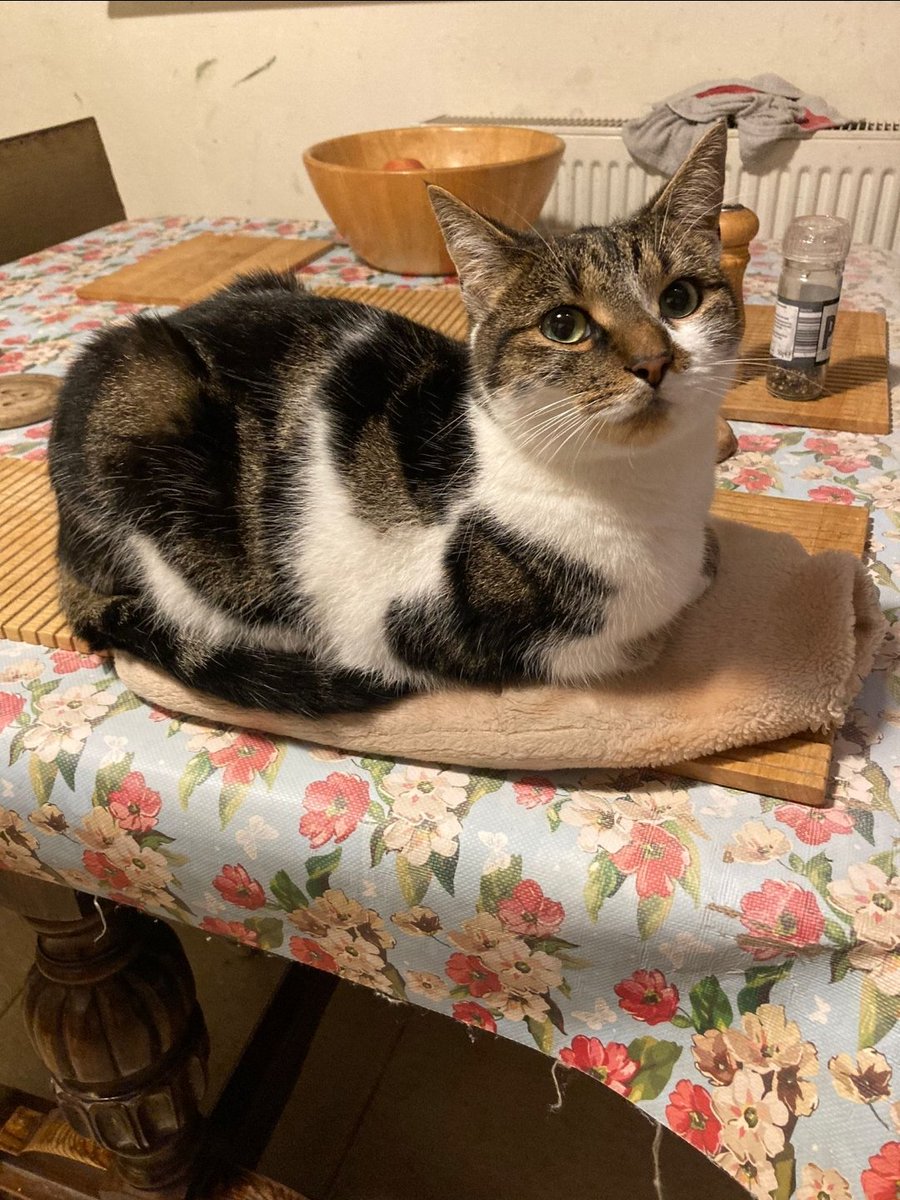 BarnsleyMuseums's tweet photo. #Museum30 it would be an understatement to say that the Barnsley Museums team quite like cats #MuseumPets #Caturday #CatsOfTwitter https://t.co/j0X1d2FZBM