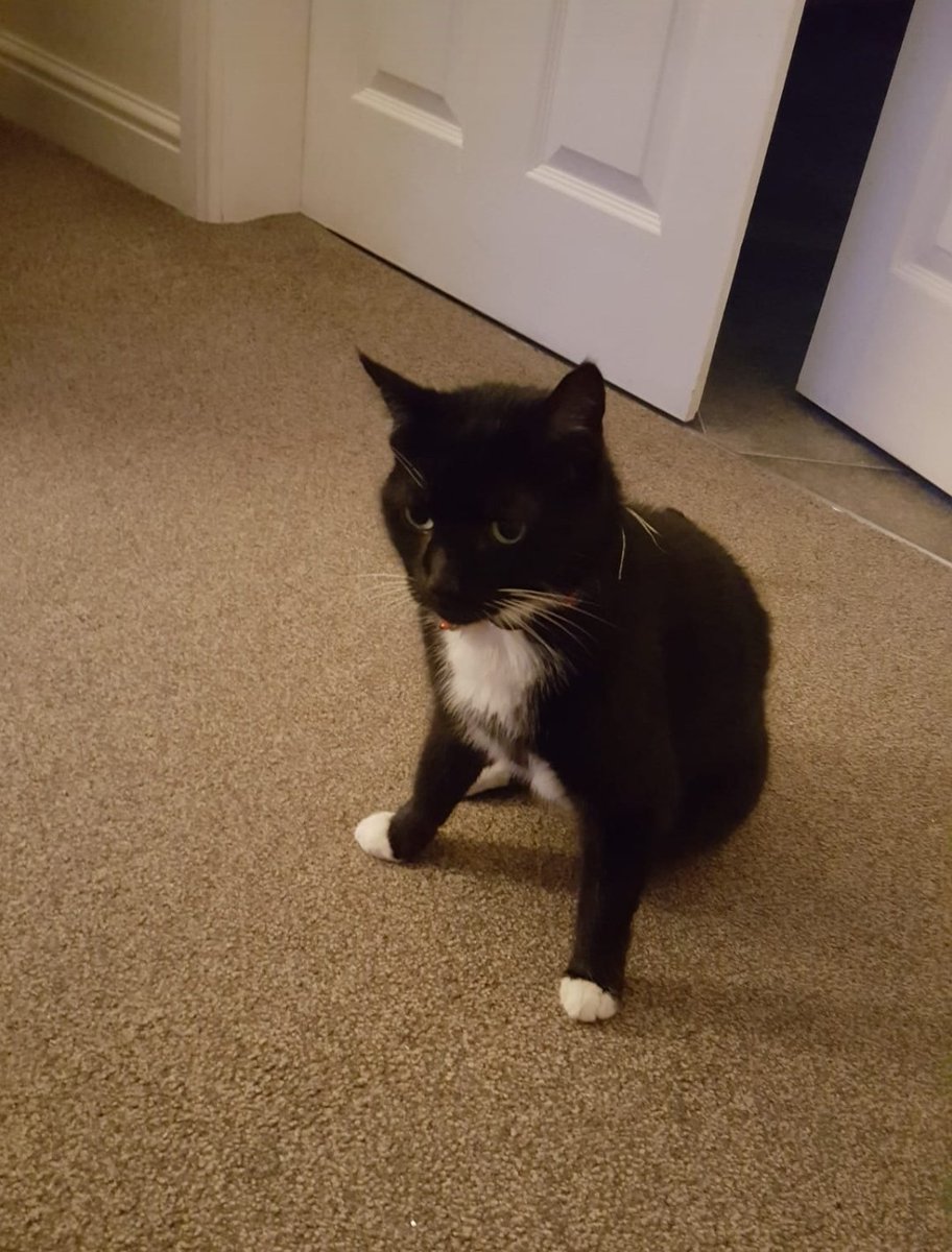 BarnsleyMuseums's tweet photo. #Museum30 it would be an understatement to say that the Barnsley Museums team quite like cats #MuseumPets #Caturday #CatsOfTwitter https://t.co/j0X1d2FZBM