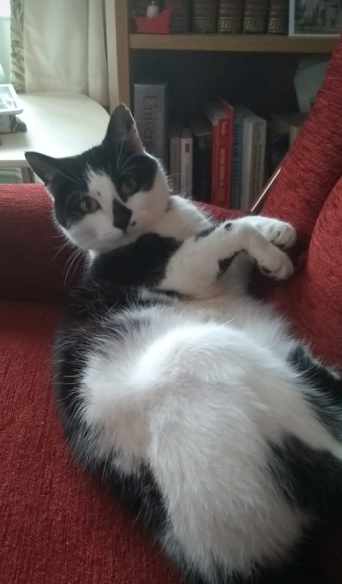 BarnsleyMuseums's tweet photo. #Museum30 it would be an understatement to say that the Barnsley Museums team quite like cats #MuseumPets #Caturday #CatsOfTwitter https://t.co/j0X1d2FZBM