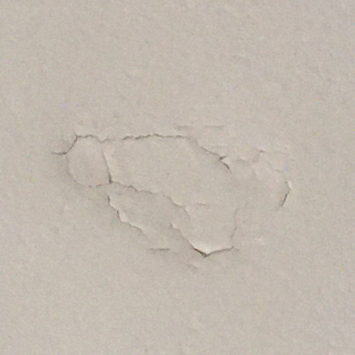 GretchenMilf's tweet photo. 🐝
there’s a cock on my ceiling 
(don’t ask what it has to do with the milf, you know it)
#cockslamming #thatpackofmilvesisjustbeggingforouryoungcocks https://t.co/ljpM5Hby0V