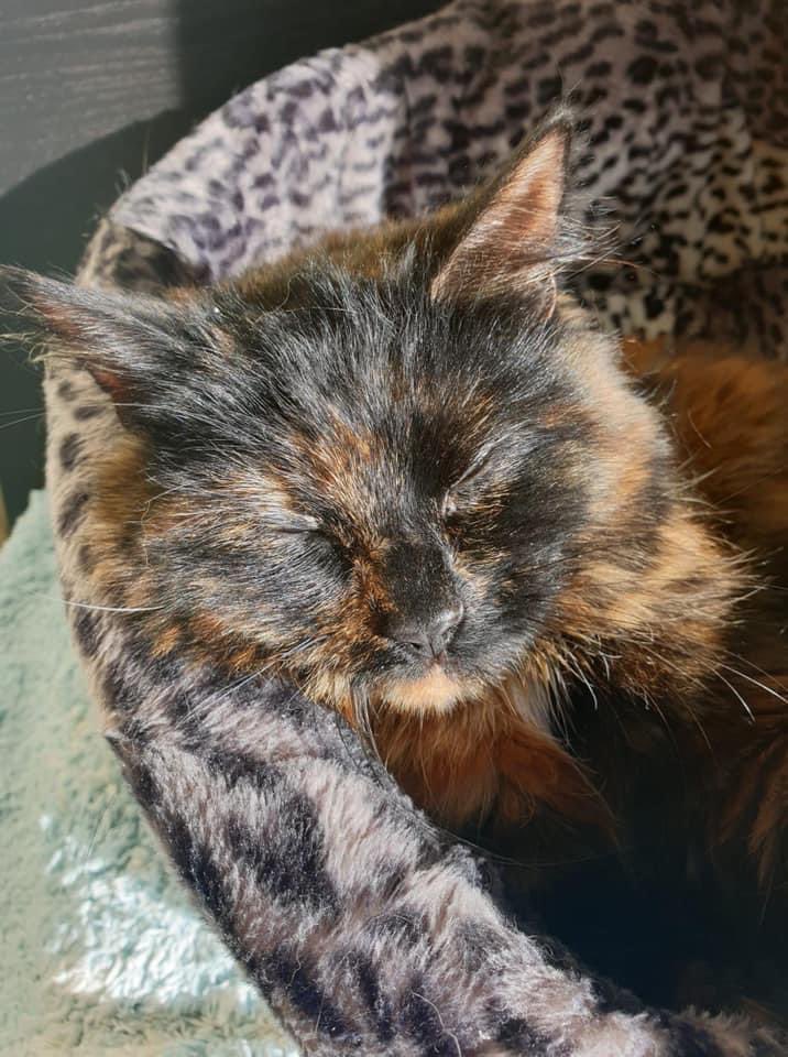 Henry S Haven Cat Rescue Henryshaven Twitter