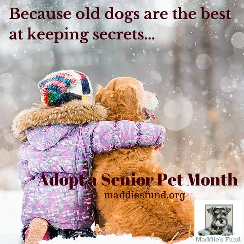 #misfitmanordogrescue #adoptdontshop #rescuedogsofinstagram #fosterdogsofinstagram #thereisahomeforthemall #dogsofinstagram #seniordog #specialneedsdog