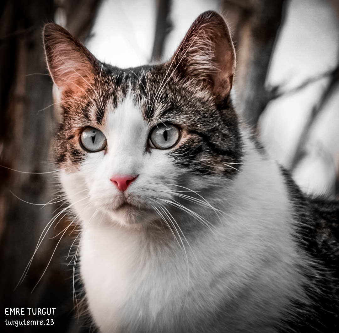 turgutemre23's tweet image. "O ki yarattığı herşeyi güzel yaratmıştır."

Secde 7

#kadrajimdan #photography #note8pro #mobilephotography #tefekkürvakti