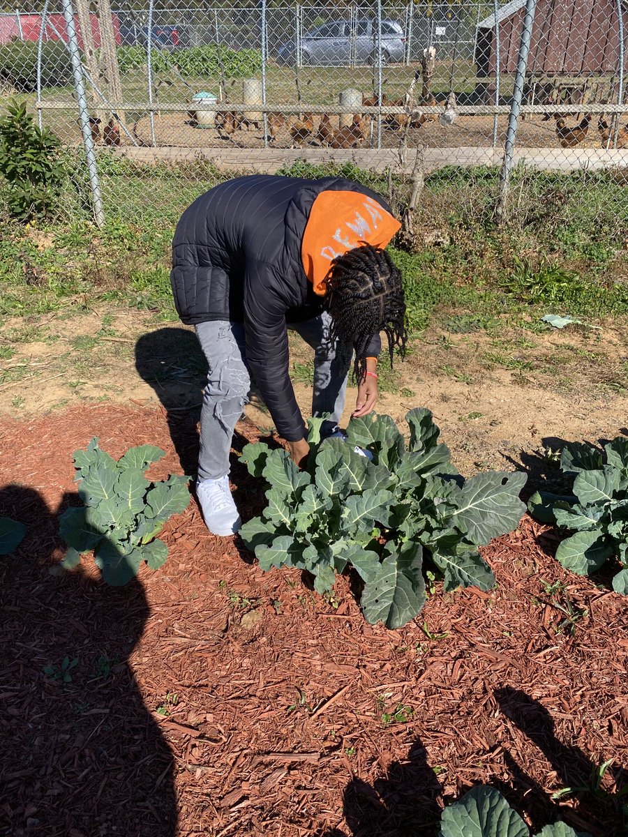 Veronic00304139's tweet photo. Thankful for my wonderful students! They cropped the collard leaves so that we can keep the plants growing! 🦃 https://t.co/gQp19jnqsG