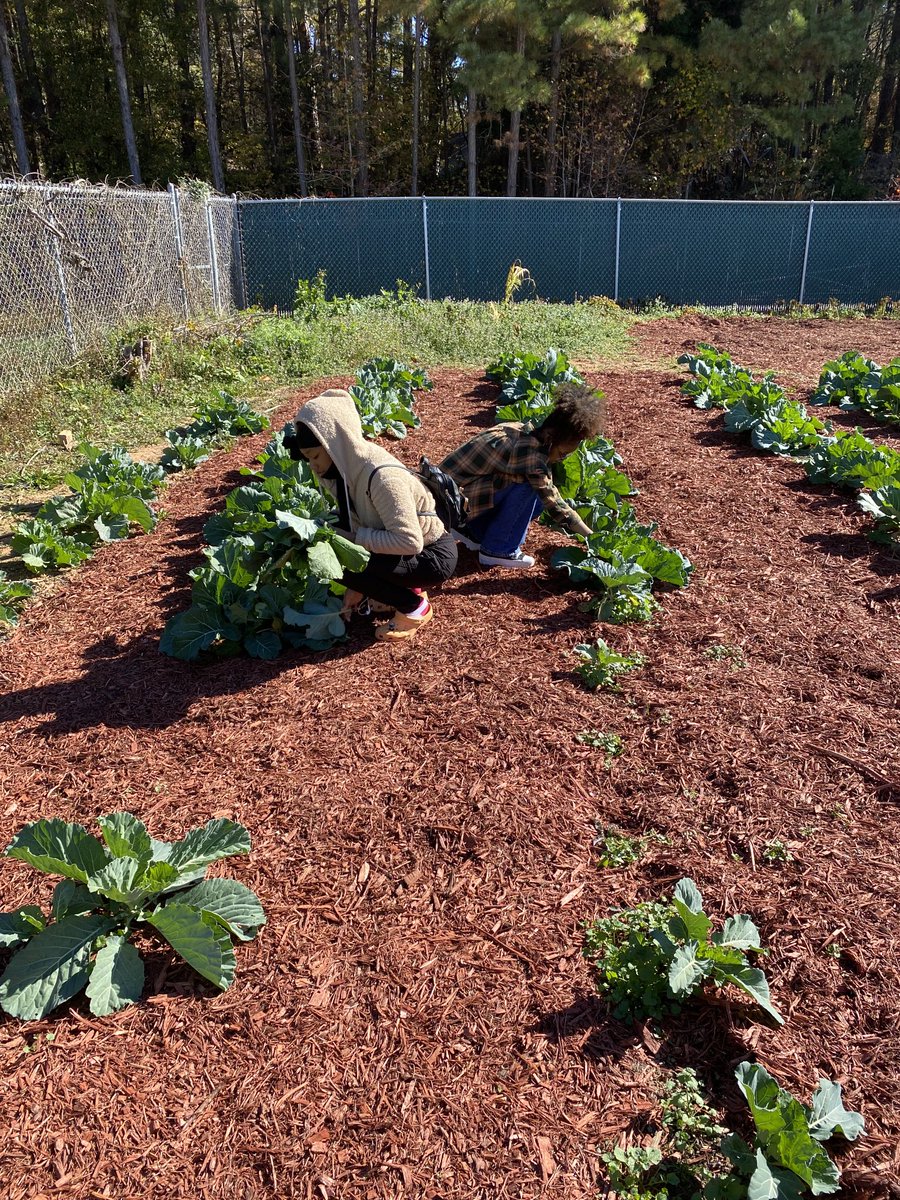 Veronic00304139's tweet photo. Thankful for my wonderful students! They cropped the collard leaves so that we can keep the plants growing! 🦃 https://t.co/gQp19jnqsG