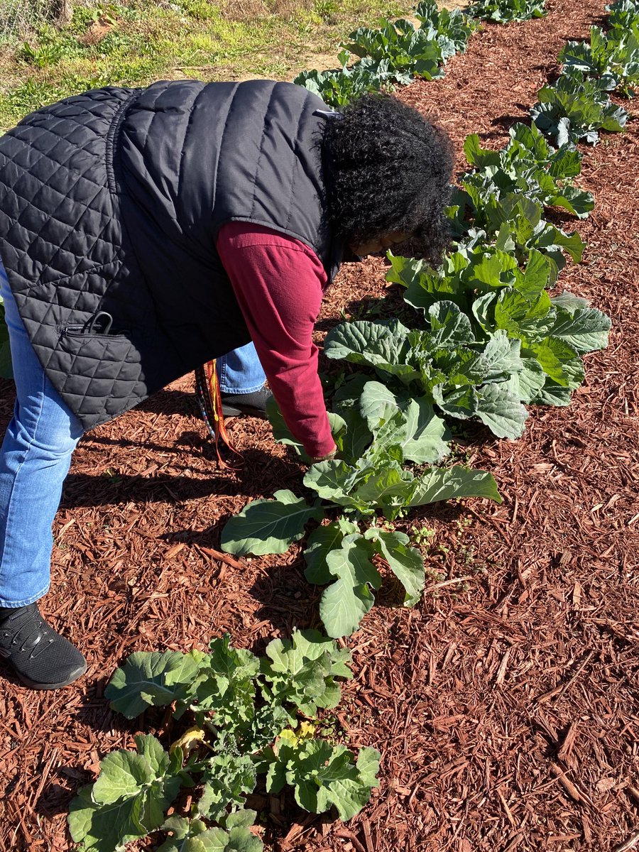 Veronic00304139's tweet photo. Thank You to my wonderful students for harvesting collards! Happy Thanksgiving 🦃 ⁦@TravesHyman⁩ ⁦@Creekside_High⁩ ⁦@creekside_cti⁩ ⁦@parents4edu_SF⁩ https://t.co/4Z98AGYigP