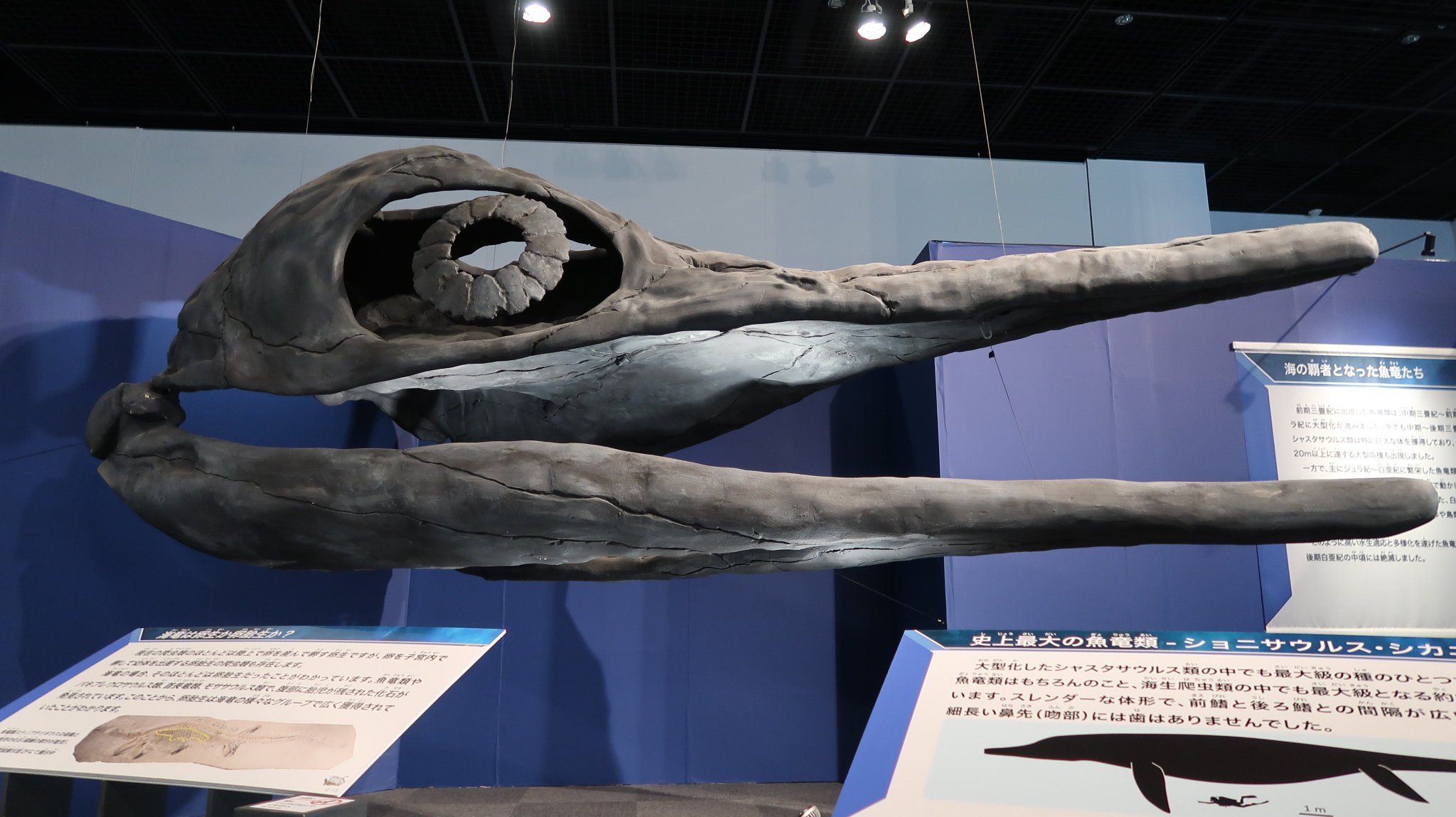 Asa 最近わりと見かける機会の多い 15年のメガ恐竜展が初お目見え 最大級の魚竜 ショニサウルスの復元頭骨模型 せっかくなので 普段撮らないアングルからも撮ってみました W 海竜展 T Co Ckpva03kcj Twitter