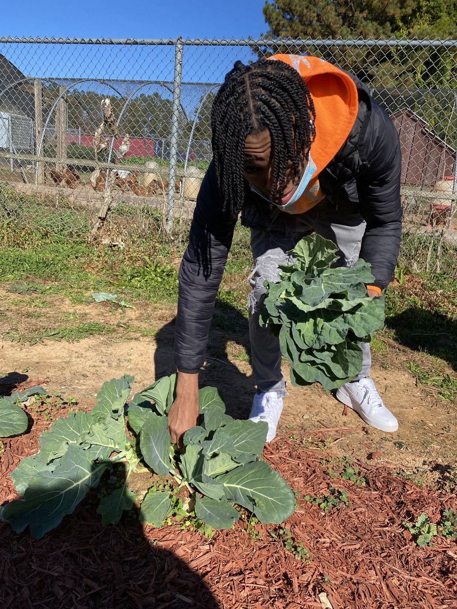Veronic00304139's tweet photo. Thankful for my students! They were cropping collard leaves! ❤️ Happy THANKSGIVING 🦃 ⁦@TravesHyman⁩ ⁦@Creekside_High⁩ ⁦@creekside_cti⁩ ⁦@creeksideffa15⁩ ⁦@parents4edu_SF⁩ https://t.co/9aBwPDn4F8