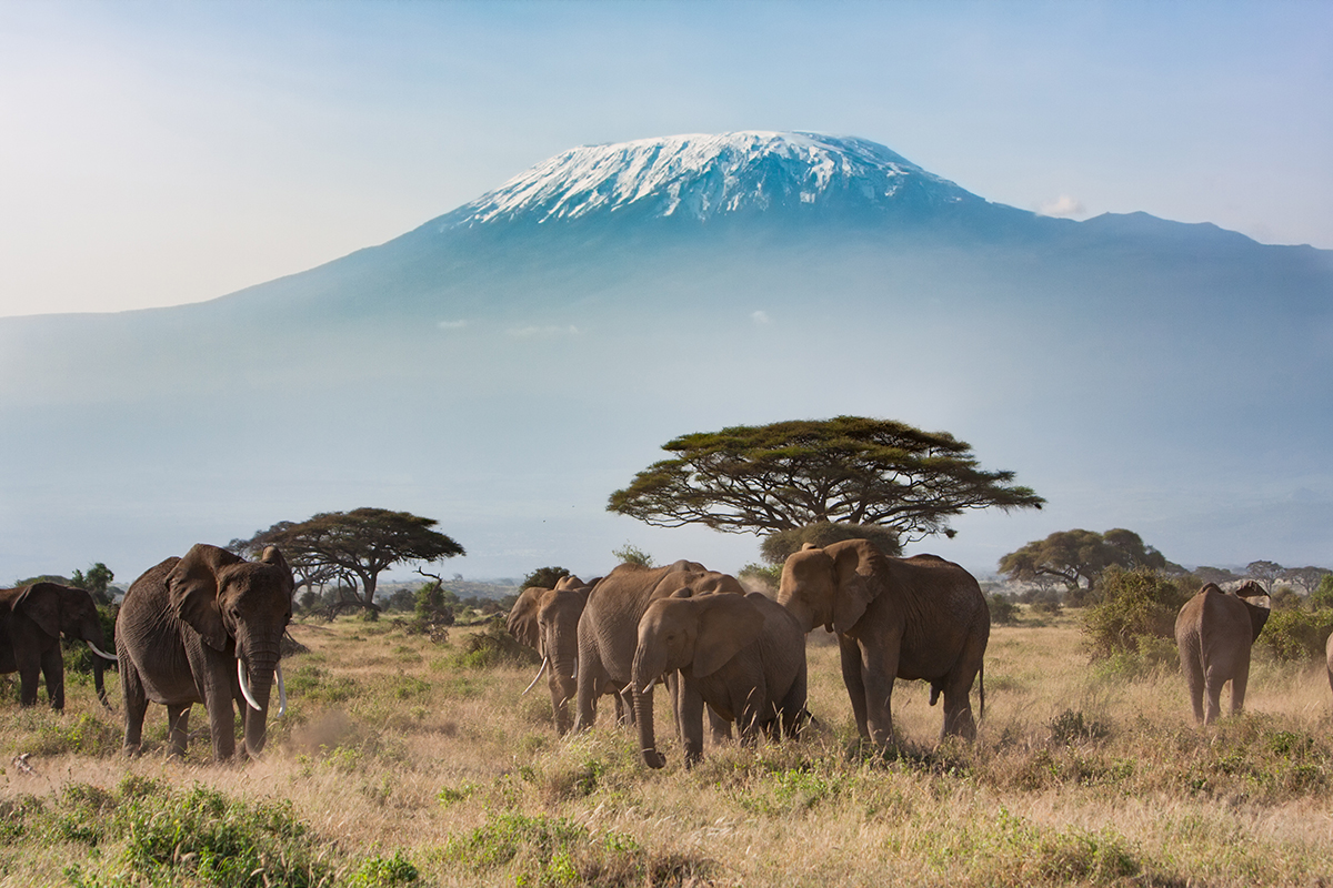 touristlink's tweet photo. A pinnacle highlight is seeing herds of elephants with a clear view of majestic Mount Kilimanjaro framing the background of the scene. 

See More - https://t.co/VeosbGHt3I

#kenyasafari #africansafari #amboseli #tsavoeast #tsavowest #gamedrives #bigfivesafaris @LireiseTour https://t.co/mBNMShvpEb