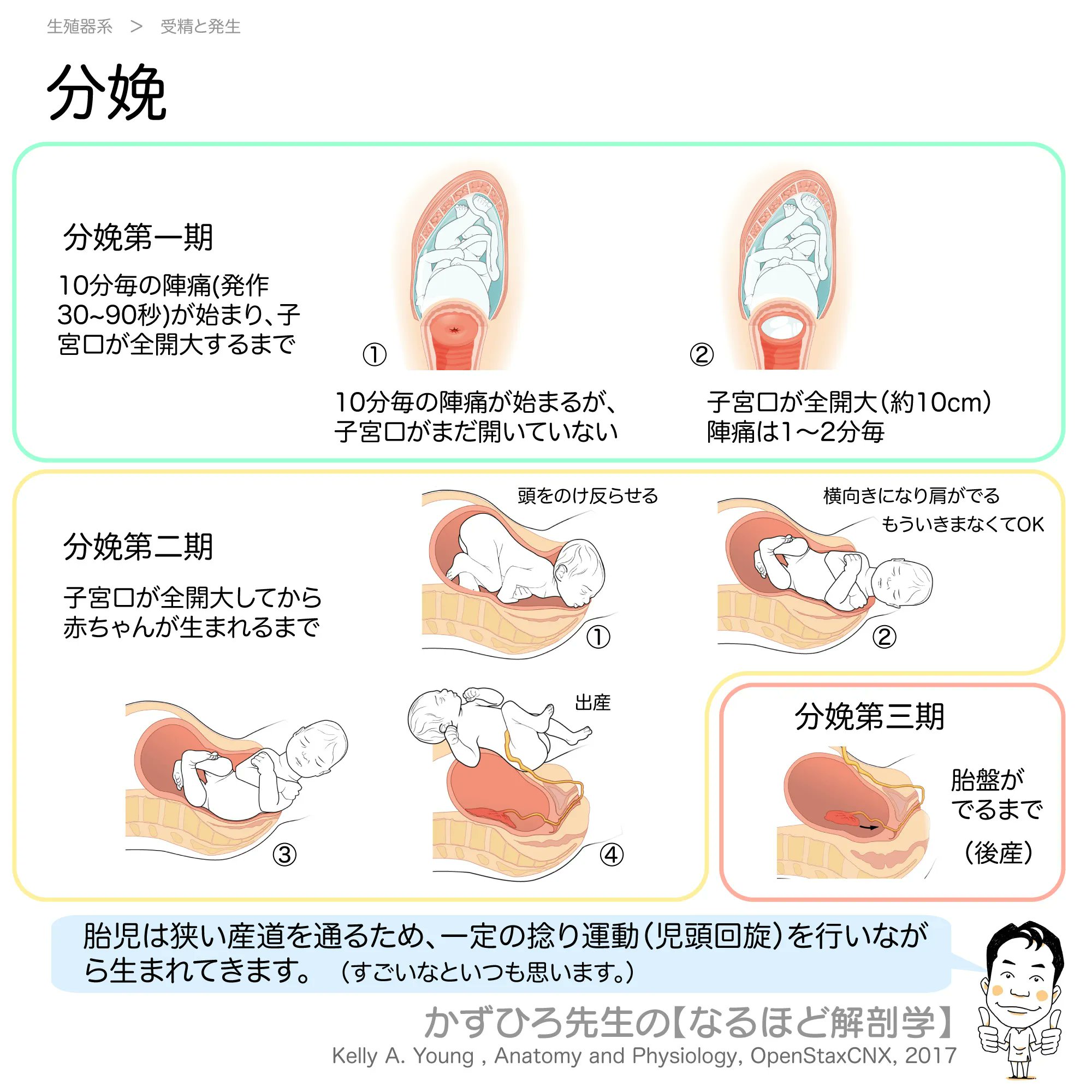 子宮口 【分娩】 分娩第一期 10分毎の陣痛(発作30~90秒)が始まり、子宮口が全開大するまで  分娩第二期 子宮口が全開大してから赤ちゃんが生まれるまで 分娩第三期 胎盤がでるまで（後産） 【徹底的国試対策】解剖学 ...