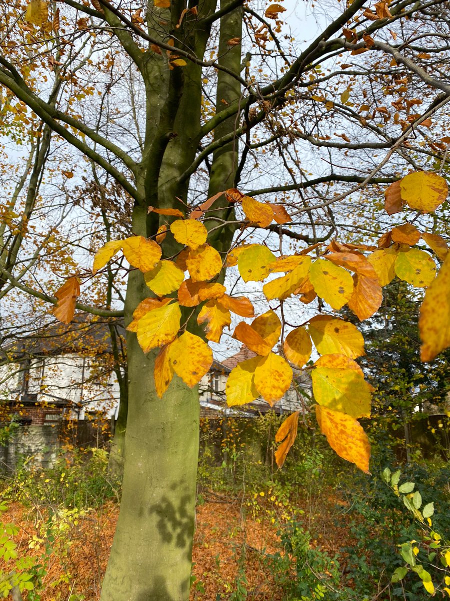 strangequarklet's tweet photo. Taking photos on autumn walks and listening to @taylorswift13. All thatโs missing is a PSL. #BasicAndProud https://t.co/lDaeLCpoWg
