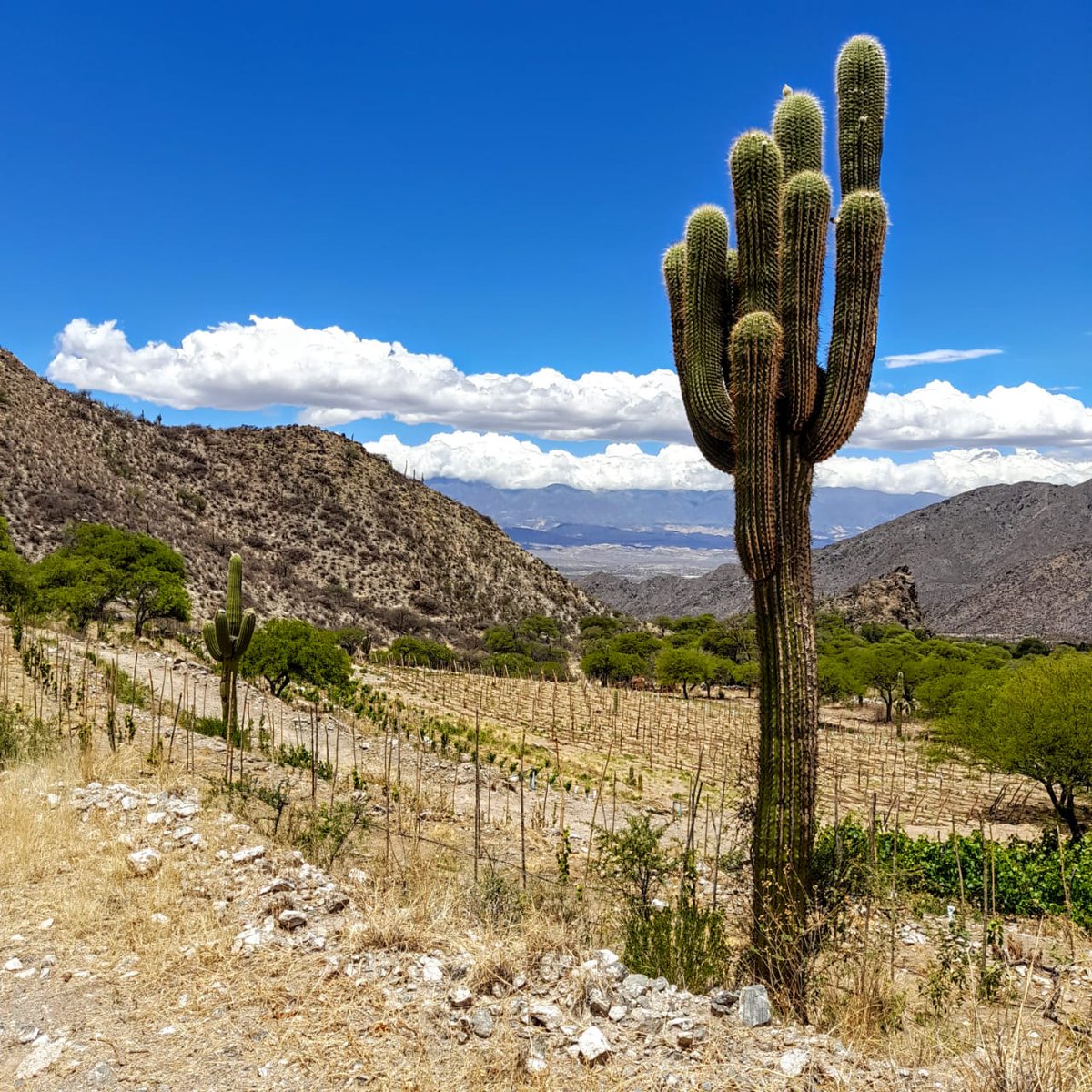 Luis Mantegini🎙️🍷 tweet media