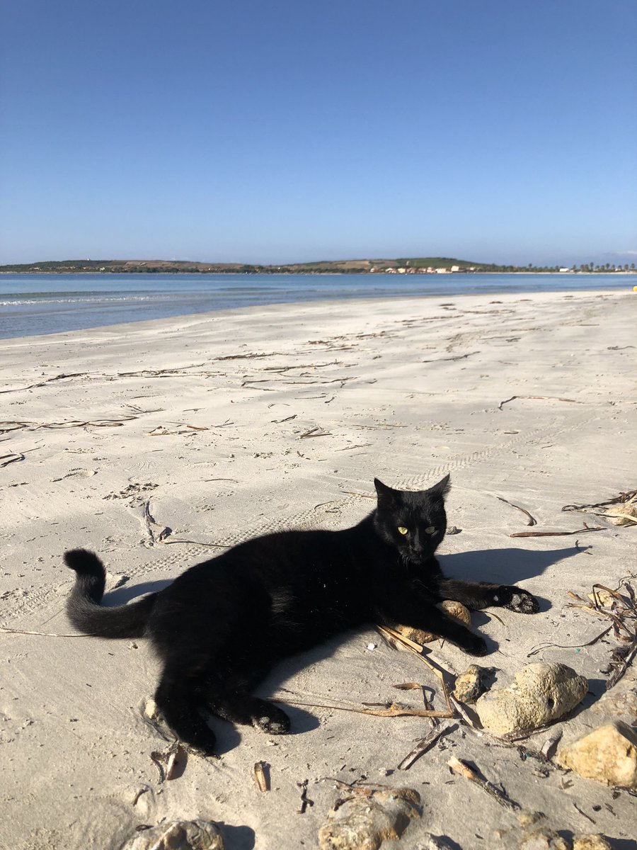 cristhesea's tweet photo. November in Sardinia!!
No dogs allowed
#beachlife #blackcat #BlackFriday #lockdown #NFTCommunity #nftcreator #vrdessign #sardinia #metavero #metaverse https://t.co/T6xhUbmCIg