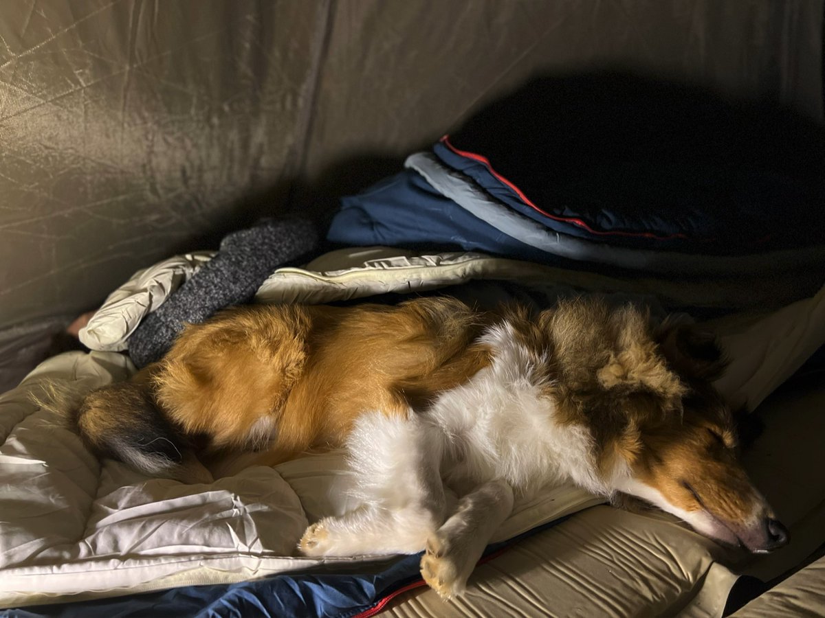 tsukune_oneone's tweet photo. My puppy steals mom’s sleeping bag
ママの寝袋を陣取るつくね😅
#sheltie #puppy https://t.co/TxkBpPMRds