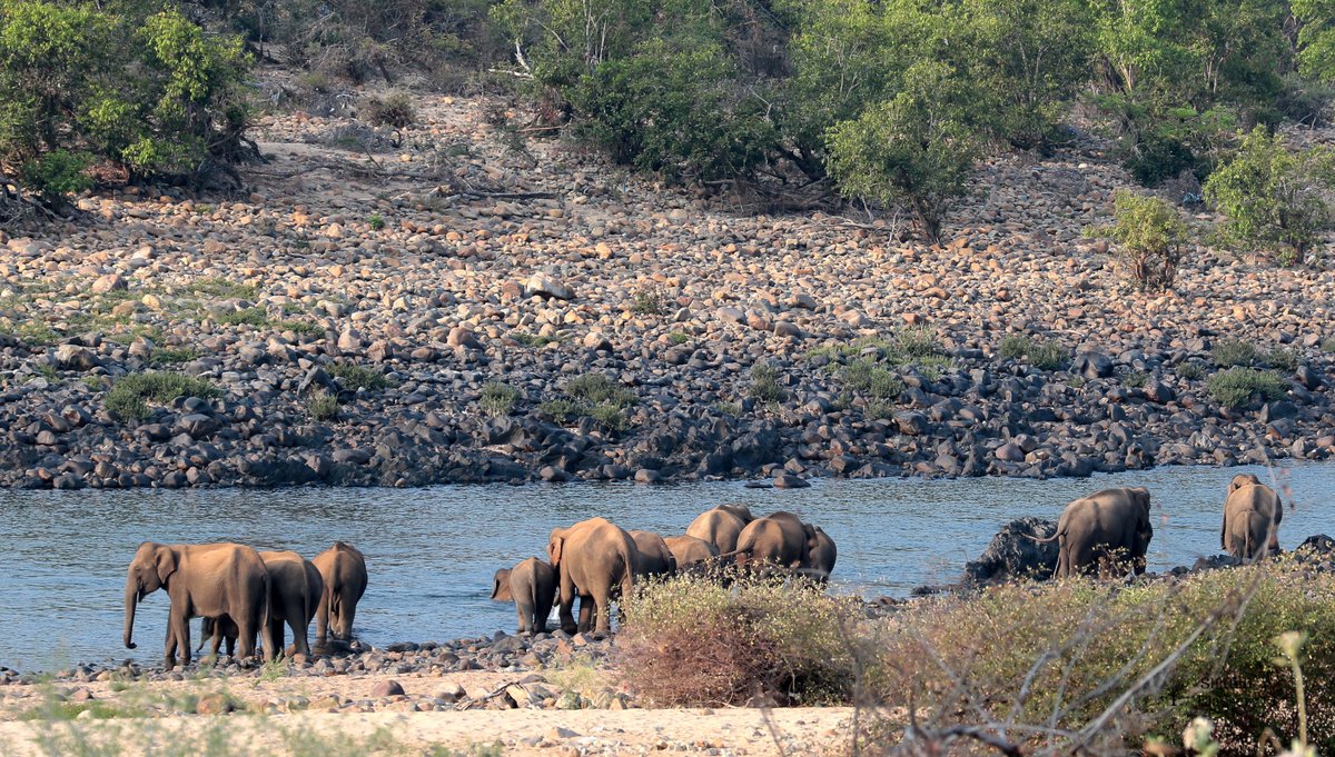 ShaliniElassery's tweet photo. Encountering a large herd with many babies is the stuff that my wilderness dreams are made of.
From the archives, celebrating the birthday of @sanjeevkumarsr, co-author and pioneer behind the published paper- https://t.co/mzdXfa9NFl
#IndiAves #Melagiris https://t.co/c7BF04yy8o https://t.co/QeHtg4DGk6