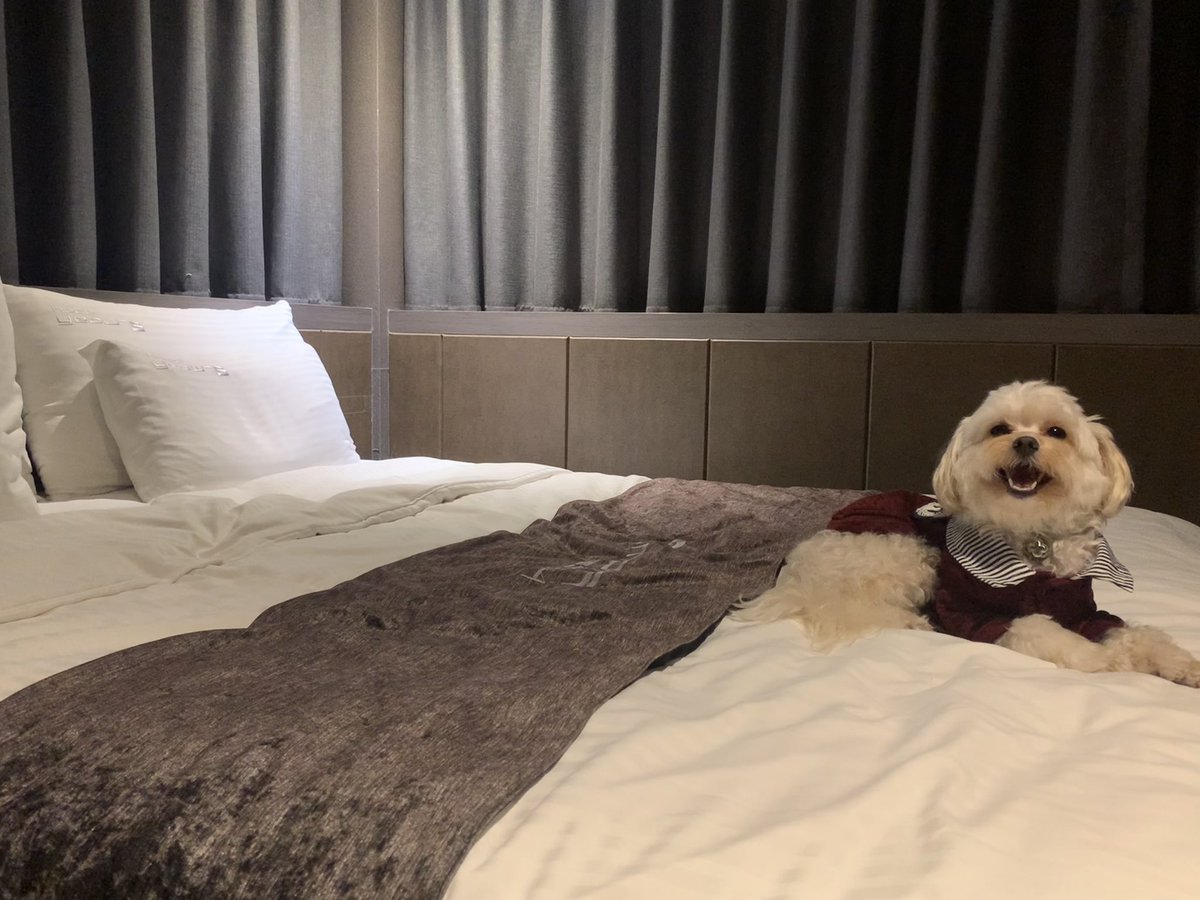ruru_pee's tweet photo. 루피 생에 첫 호텔
넘 신났다… 십분동안 무아지경으로 돌아다니면서 구경하다 이제 누웠다 귀여워…🥺💞 https://t.co/f8DQpxjIjW