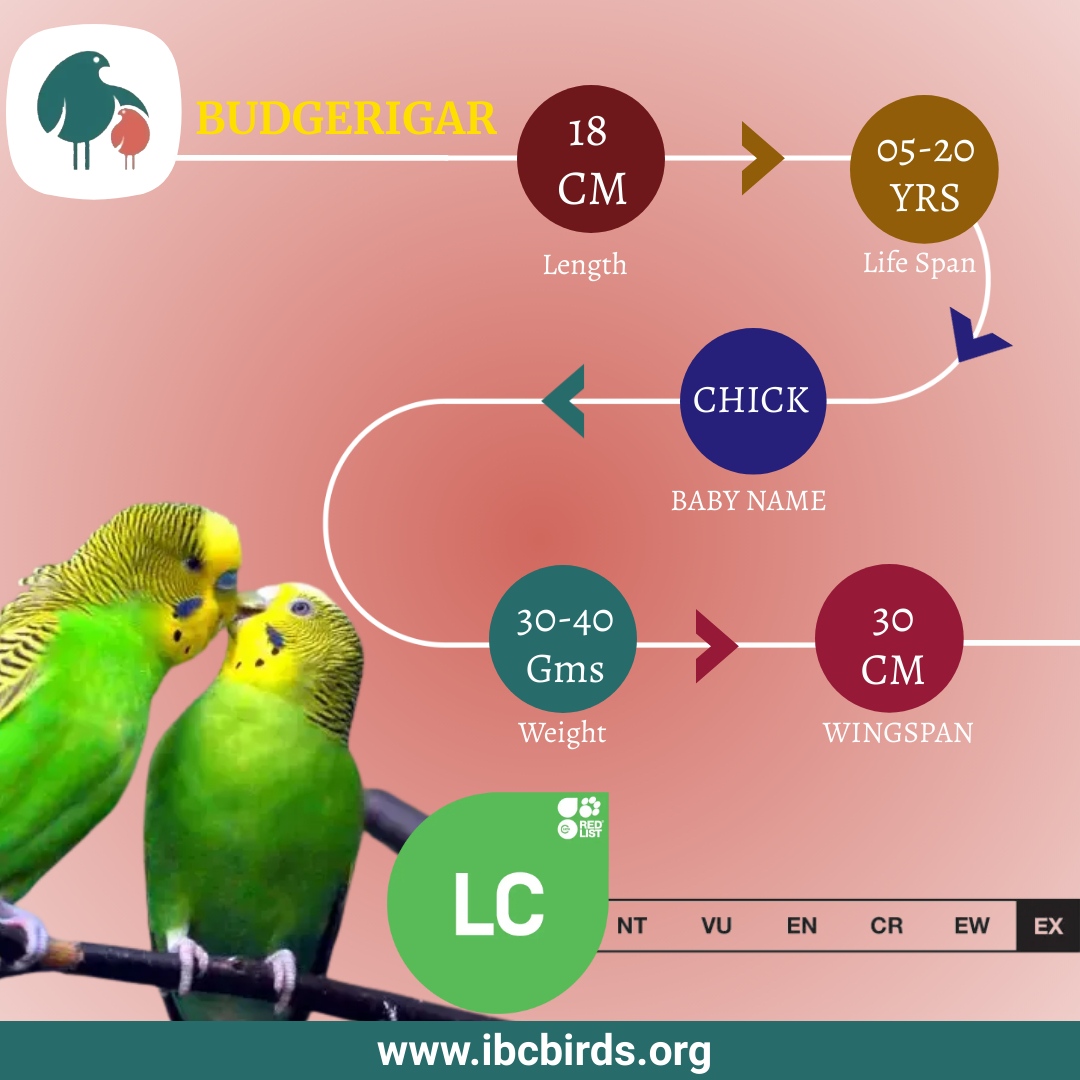 #IBCBIRDS #BIRDS

The budgerigar is a long-tailed, seed-eating parrot usually nicknamed the budgie, or in American English, the parakeet. Naturally, it is green and yellow with black, scalloped markings on the nape, back, and wings. 

#IBCBIRDS #BIRDS #BUDGERIGAR