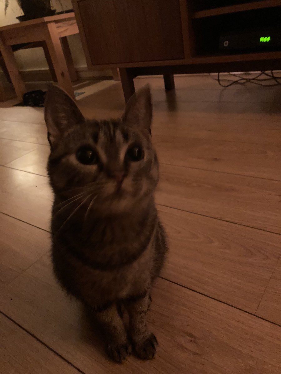 maartenvda's tweet photo. @bianca_nobilo Bianca, your kitten called mine. She loved it. 😂
#PetPhone https://t.co/ephP1kzp0z