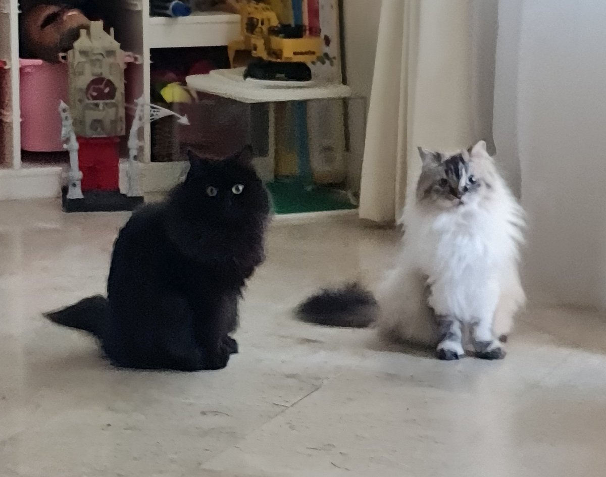 MsBLit's tweet photo. When you're whispering through a presentation you're going to give and look up to find the cats thinking you've lost your mind. π€£π
#shamedbycats #Ihaveadeadline! #presentationpractice https://t.co/dda3sQVuni