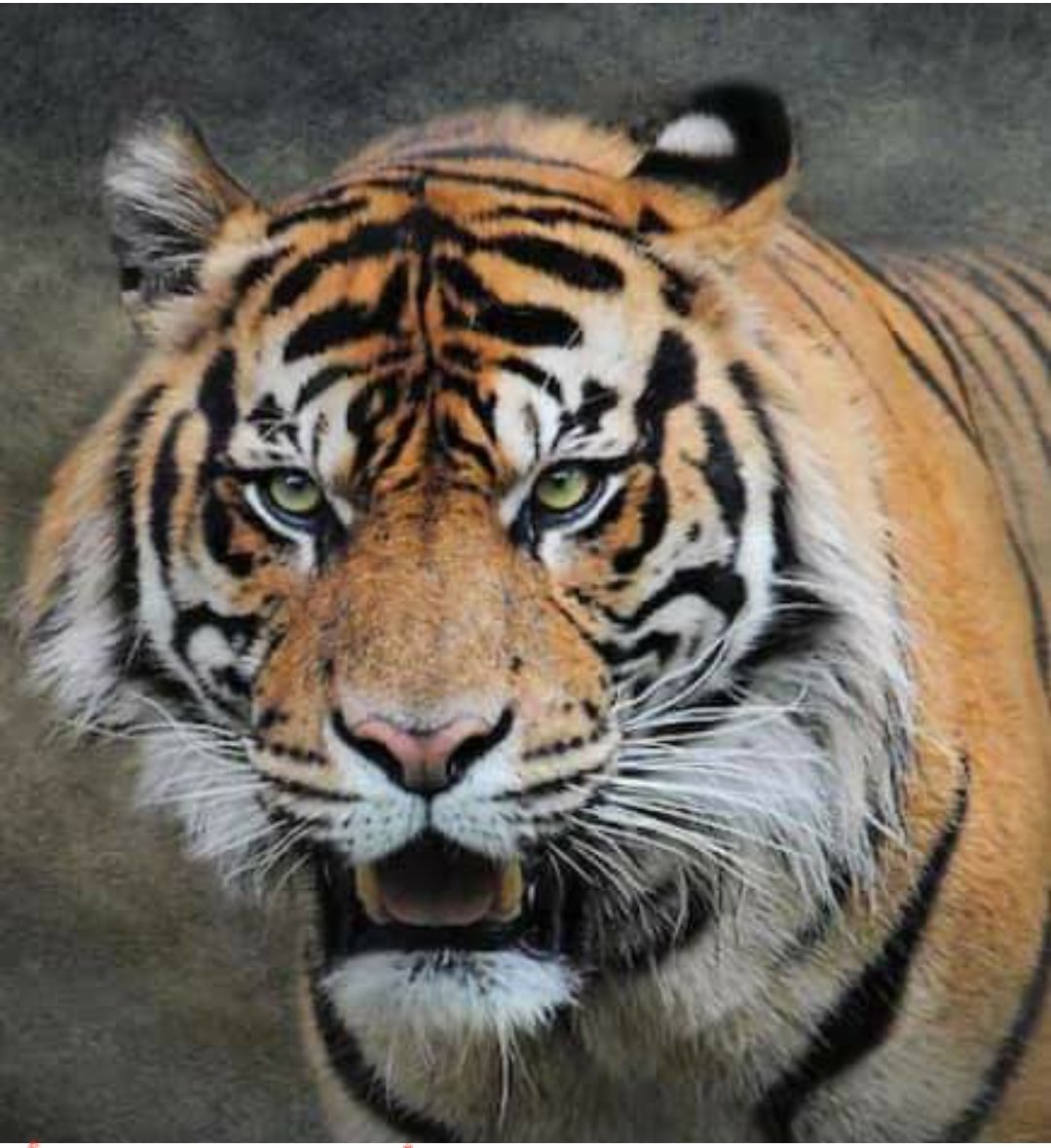 Playoff football only the strong survive!
#MinutemenBrotherhood
#WeNotMe #HometownHeroes
<a href="/ColinBeeler/">Colin Beeler</a> @Darion14Joyner <a href="/EthanWechter/">Ethan Wechter</a> <a href="/AndrewOsborn44/">Andrew Osborn</a> <a href="/dombrosky_paul/">Paul Dombrosky</a> @Stephen37642646 <a href="/JacobGledhill1/">Jacob Gledhill</a> <a href="/MSchatz22/">Mike Schatzman</a> <a href="/MarkeithCarr/">markeith carr II</a> <a href="/averagefailures/">Rell Mack</a> <a href="/hans_cole/">Cole Hans</a> <a href="/coleaquino2/">ColeAquino</a> <a href="/ColeFitzgerald_/">Cole Fitzgerald</a>