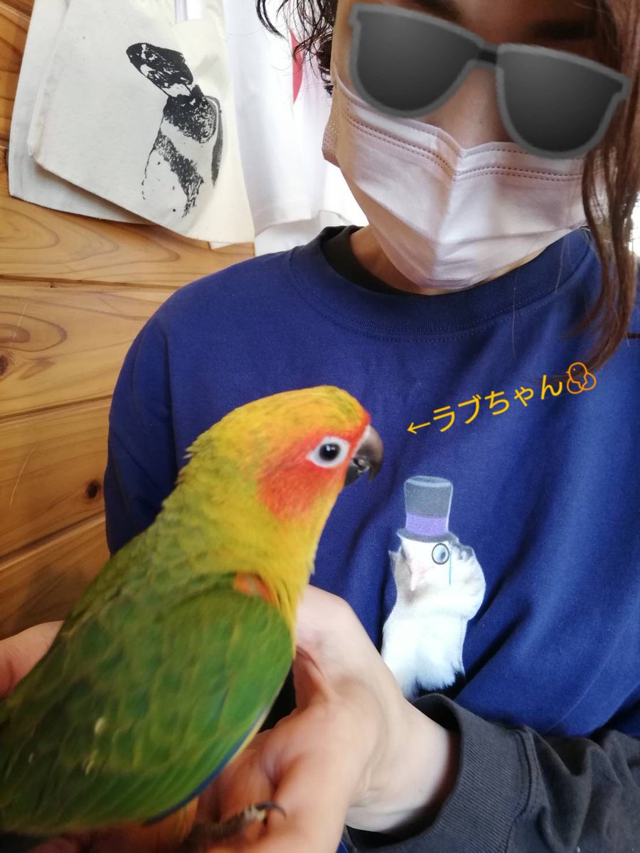 とっとこさま＆じーじ＆しろちゃん＆つぶ🐥 tweet media