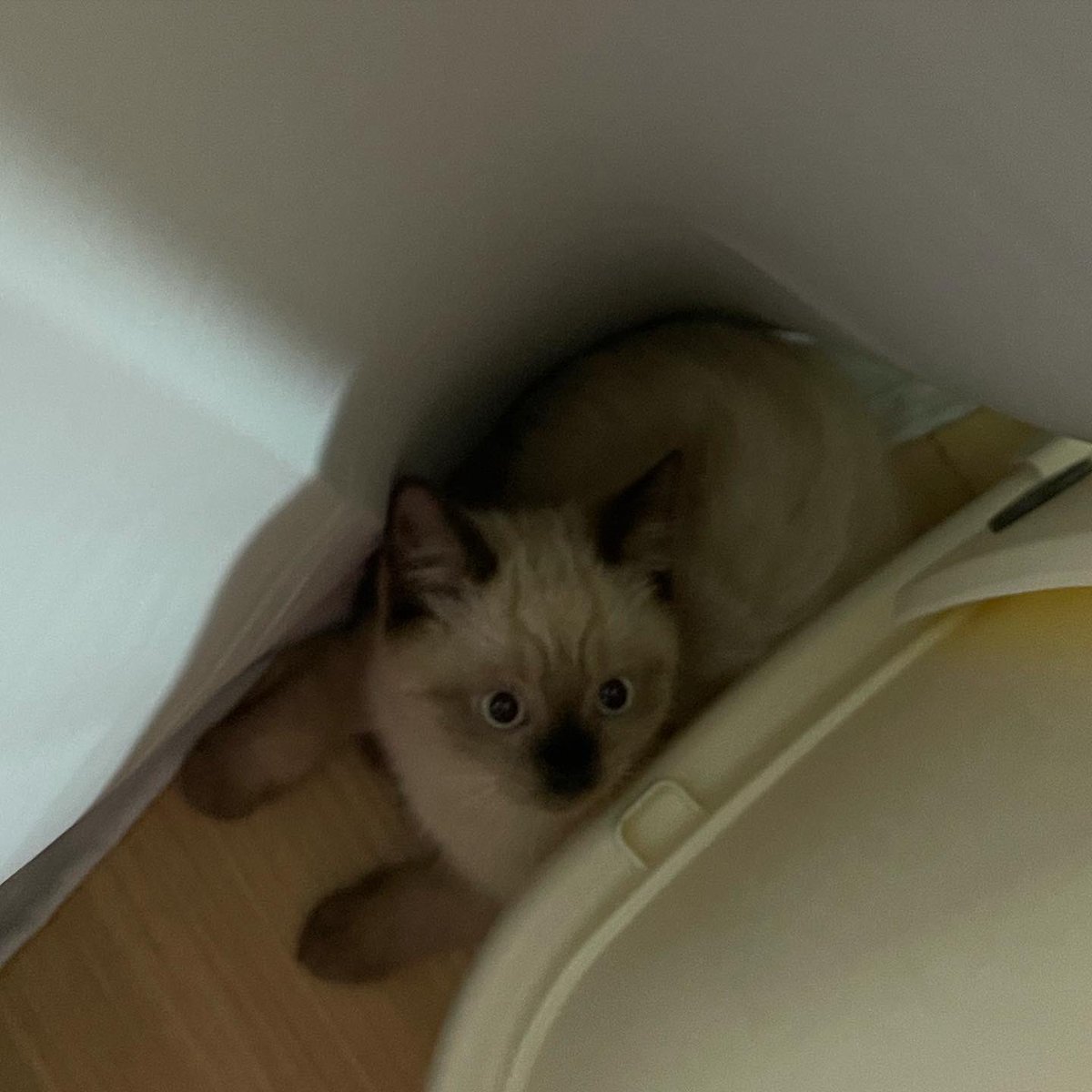 หยุดเล่นแถวส้วมแมวแล้วไปนอนทีเถอะฝุ่น ขอร้องเถ้อ คึกไรเนี่ย