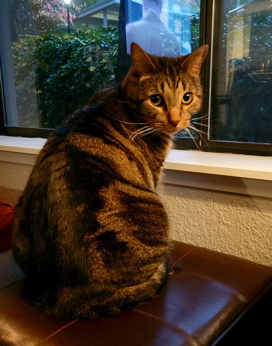 Capt Willoughby 💔Veronica, Gizmo, Shay & Mau tweet media