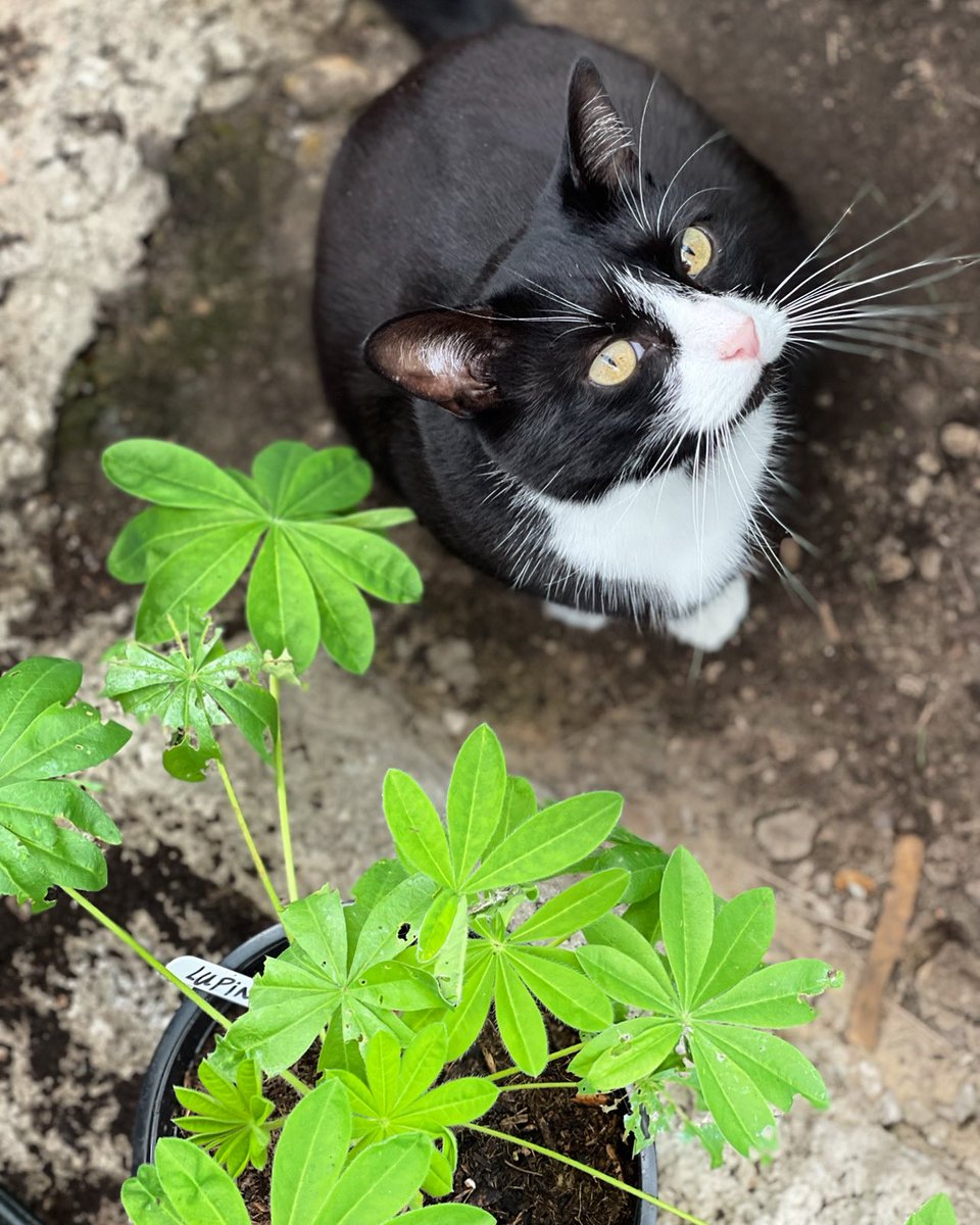 Helping Meowmie get ready for winter ❄️ 
.
.
.
.
#CatsofTwittter #CatsOnTwitter #gardening #GardenersWorld #meow