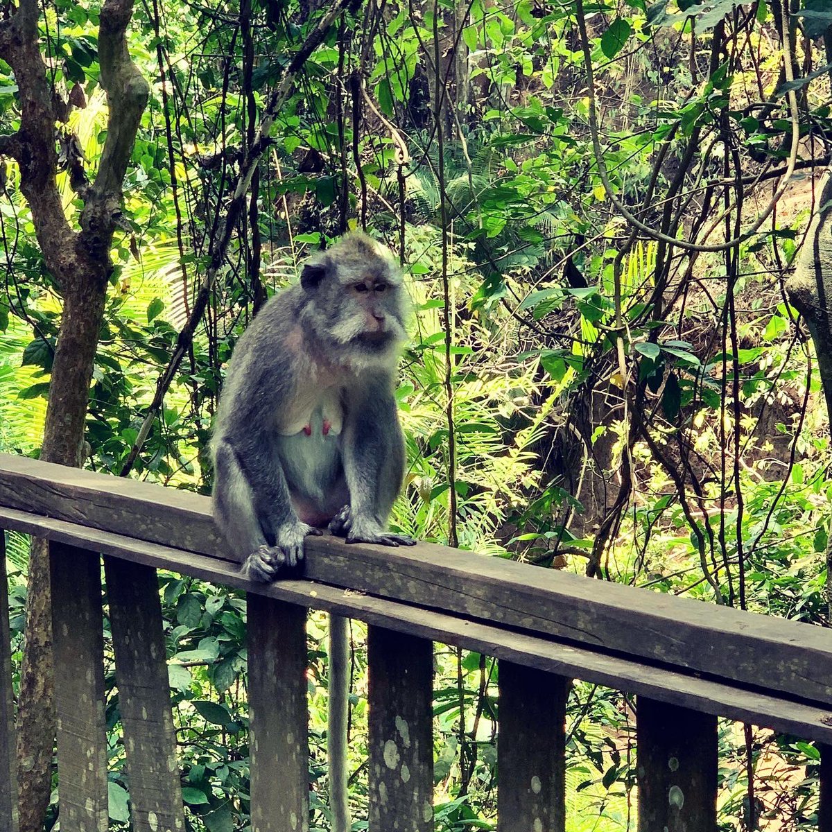 TheBaldWanderer's tweet photo. If you're ever in Bali make sure to visit the Ubud Monkey Forest. What an experience! These are my 2019 visit.

#TheBaldWanderer #MyWanderings #UbudMonkeyForest https://t.co/JQmvnwxbGR