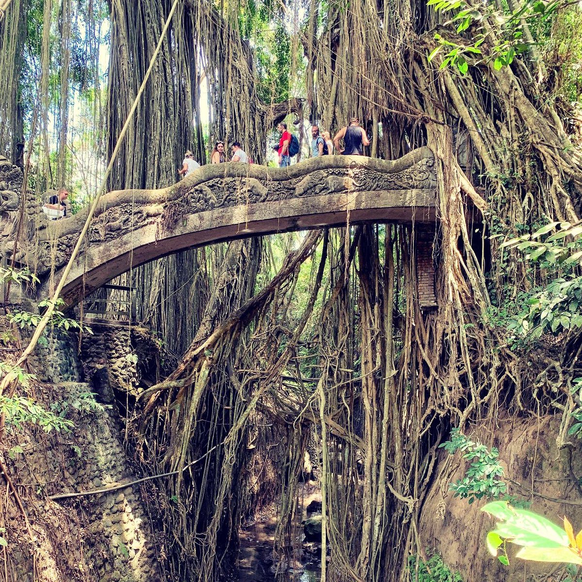TheBaldWanderer's tweet photo. If you're ever in Bali make sure to visit the Ubud Monkey Forest. What an experience! These are my 2019 visit.

#TheBaldWanderer #MyWanderings #UbudMonkeyForest https://t.co/JQmvnwxbGR