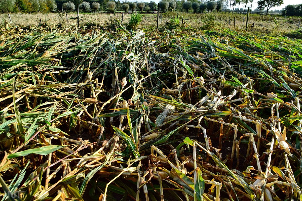 WTsurvey's tweet photo. 20.10.2021 F2 Tornado Nederland | Gelderland | 's-Heerenberg : Bericht zum Tornado: https://t.co/aNUjWIPcfc Online maphub Link >>> https://t.co/qSmsDmySO4 @weermanreinier
@StormchaserNL
@PascalBosveld
@LAMsvenko
@Matu86RC
@MeteoWard
@OmroepGLD
@112arnhemO
@GLGld #tornade #wtinfo https://t.co/Wc0rWkbLXz