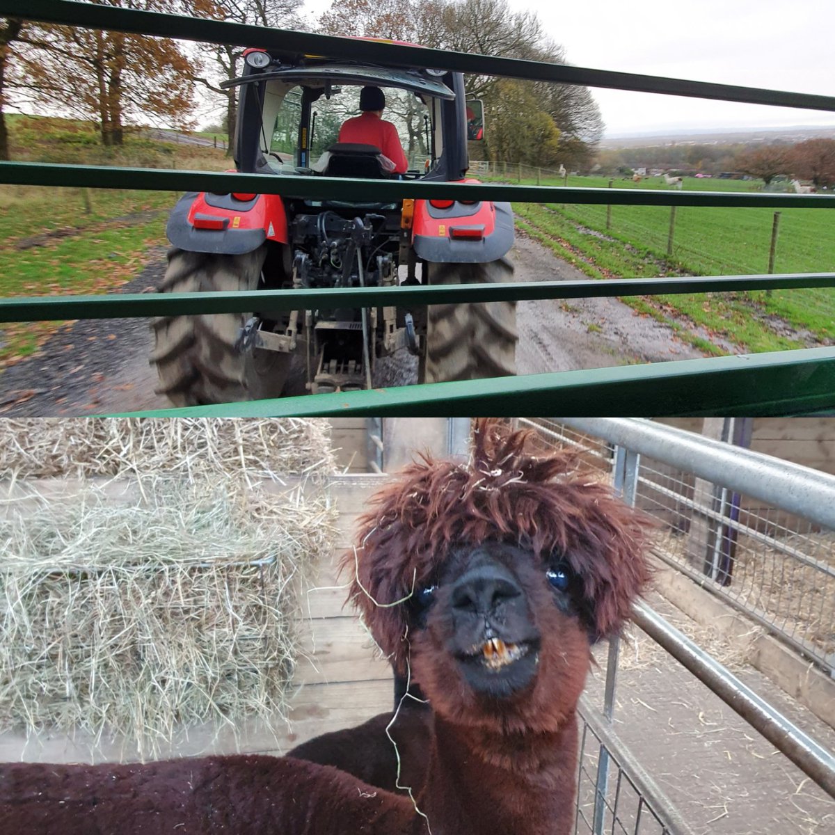 chris25119600's tweet photo. Thought I was on the farm today @JeremyClarkson a ride on the back of a tractor and even got to meet Kaleb sporting his new perm https://t.co/VZn9pL7ijU