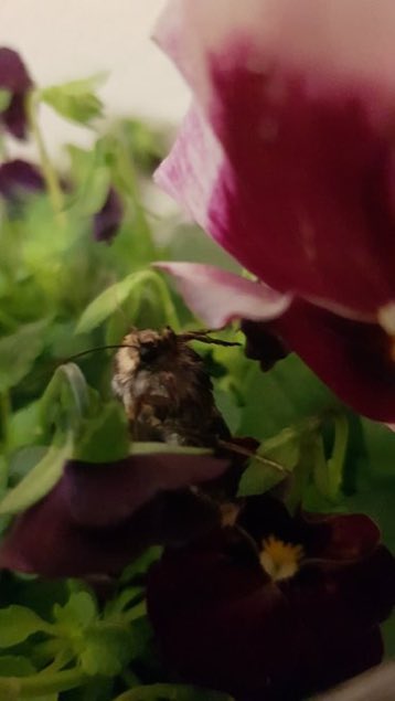 Daily Moths tweet media