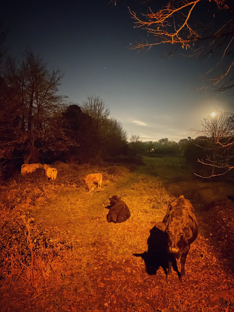 MyriadPhoto 📷 tweet media