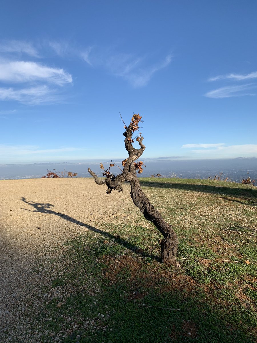 Ridge Vineyards #1 - above the fog in the Santa Cruz mountains. The as-yet unbottled 2020 Chardonnay and Monte Bello showing splendid density and grip, and Paul Draper on scintillating form as ever! 🤩