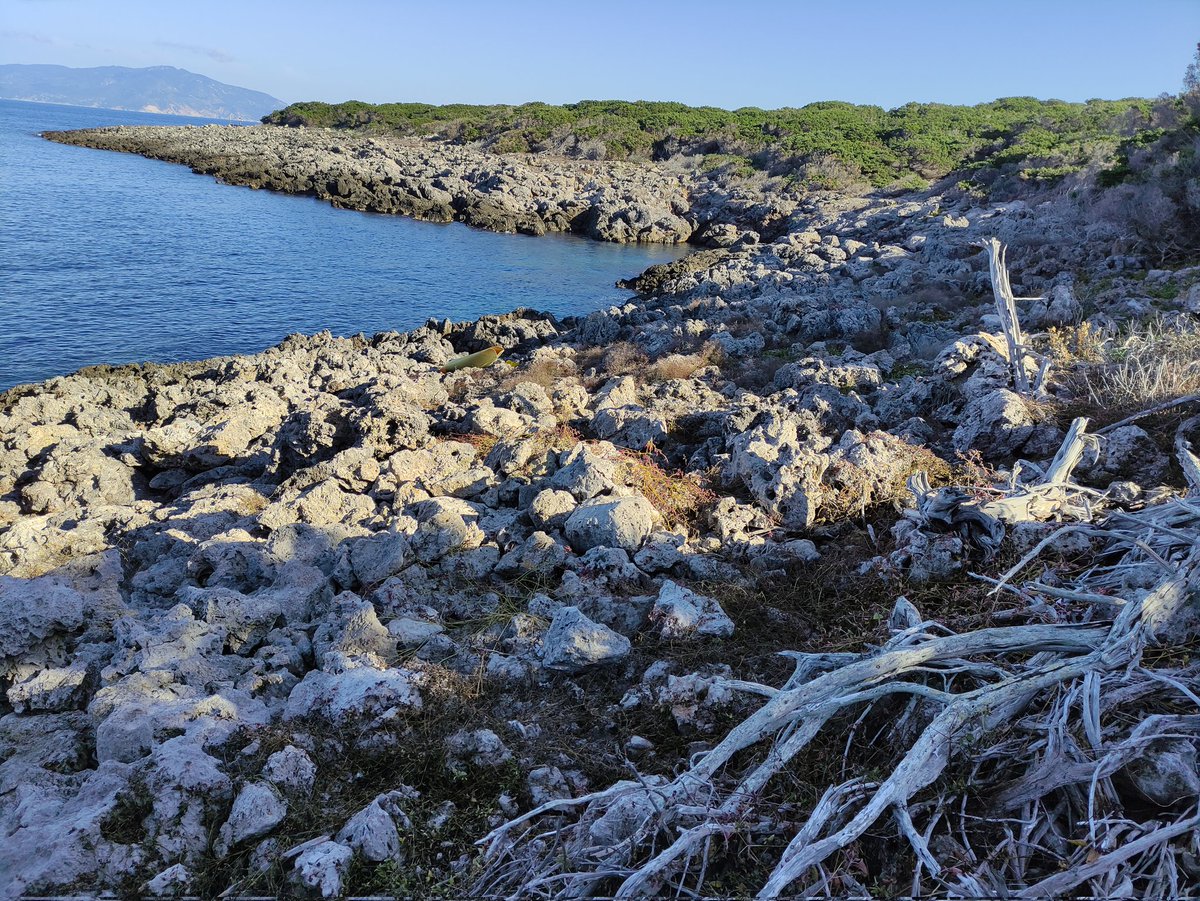 entomolore's tweet photo. La bellezza dell'Arcipelago Toscano: tramonto dietro l'Isola del Giglio e i meravigliosi paesaggi dell'Isola di Giannutri.
#beemonitoring #biodiversity https://t.co/nQGd3tay3Z