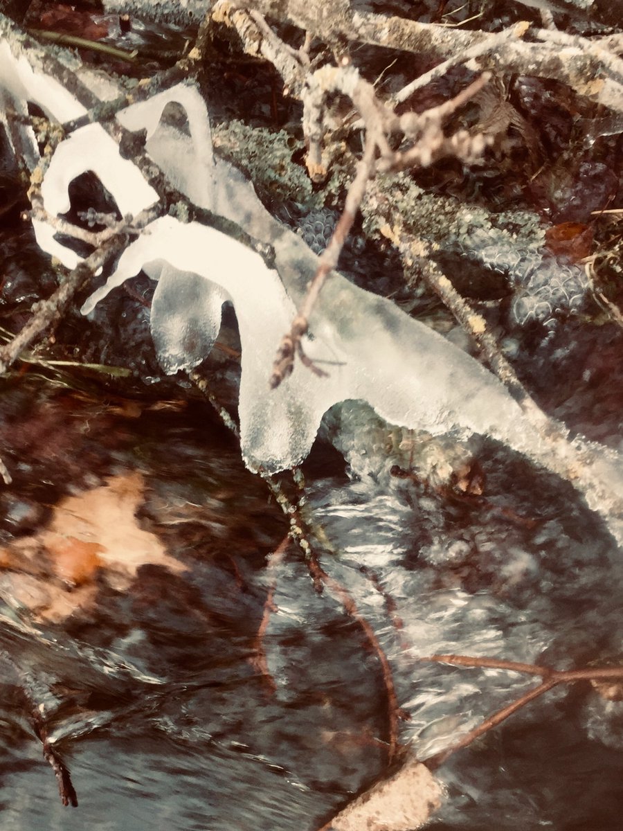 PBWeiss's tweet image. I saw ice on several branches in Root River Friday And thin ice on quiet water.  We all know what means. Right?