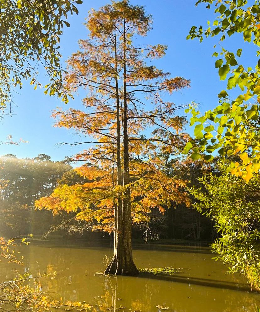TPWDparks's tweet photo. "Autumn is a second spring when every leaf is a flower." - Albert Camus

#MartinDiesJr #TxStateParks https://t.co/ZbkDwATcRR