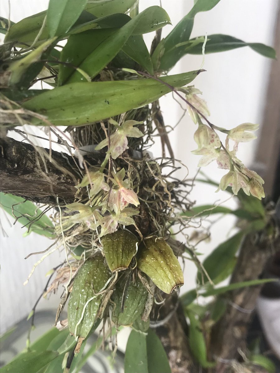 AR2ROTOTO's tweet photo. Clowesia rosea #OrquídeasMexicanas #NaturalSetting. #CordobaV #Orchids https://t.co/7pWqSwEaXh